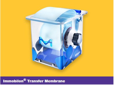 Immobilon Transfer Membrane